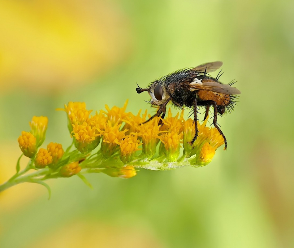 keni - Gymnosoma spp. . Zdjęcie 317786