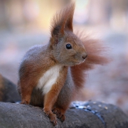Wiewiórka