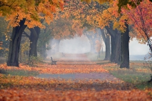park jesienią