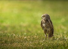 Little owl