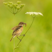 fleeting moment