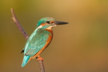 Alcedo atthis