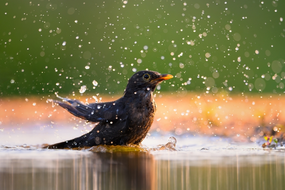 raftik - Kosiaste SPA ... Kos, Common Blackbird (Turdus merula) ... 2024r. . Zdjęcie 327264