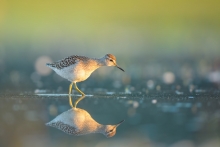Łęczak, Wood Sandpiper ...