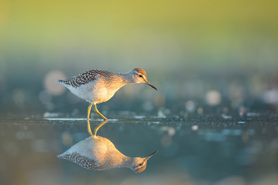 raftik - Łęczak, Wood Sandpiper (Tringa glareola) .... . Zdjęcie 325642
