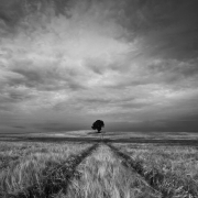 Field Tree