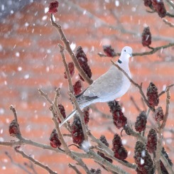 Sesja w zimowej scenerii