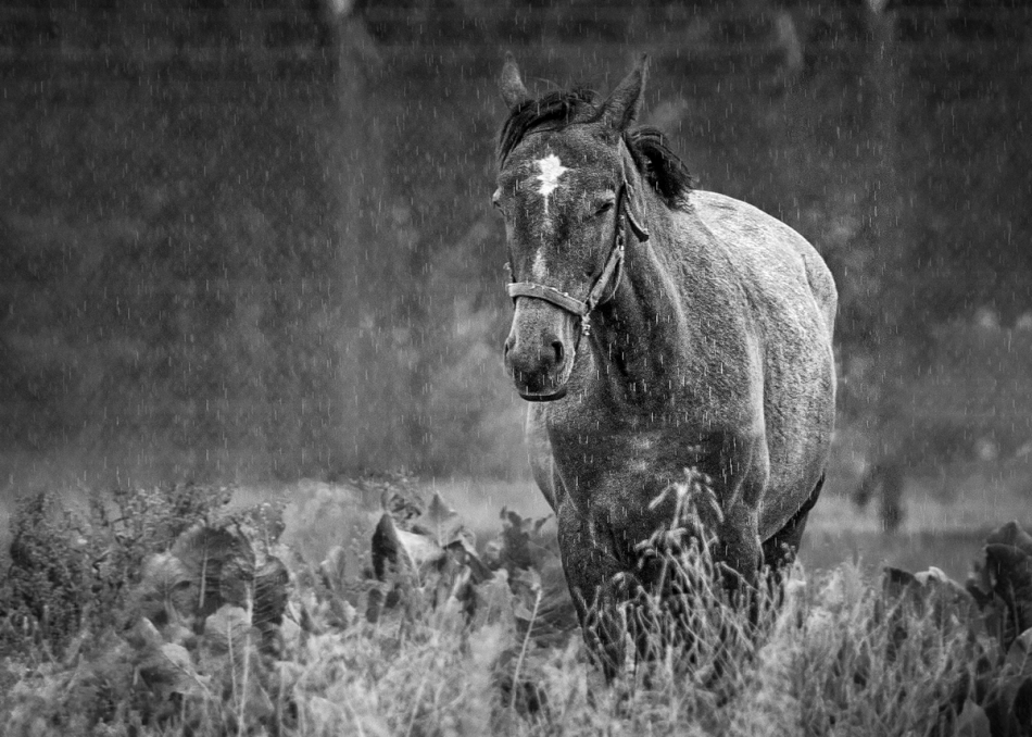 Konik w deszczu. . Zdjęcie 310136
