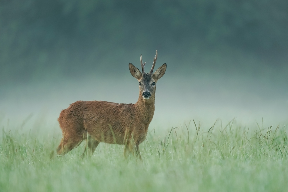 Magia poranka. Sarna (Capreolus capreolus) Przyroda naszego regionu. Sony ILCE-9+Sony SEL200600G FE 200-600mm f/5.6-6.3 G OSS. Przysłona: F/6,3-Czas ekspozycji-1/400 s-ISO-640; Ogniskowa-600 mm.. Zdjęcie 336426