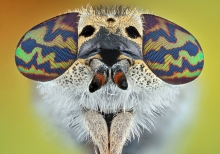 Haematopota pluvialis.