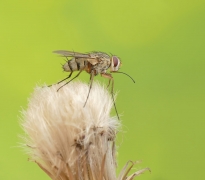 Szarnica łąkowa (Prosen...