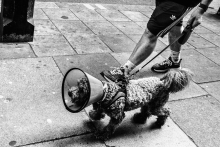 Doggy
