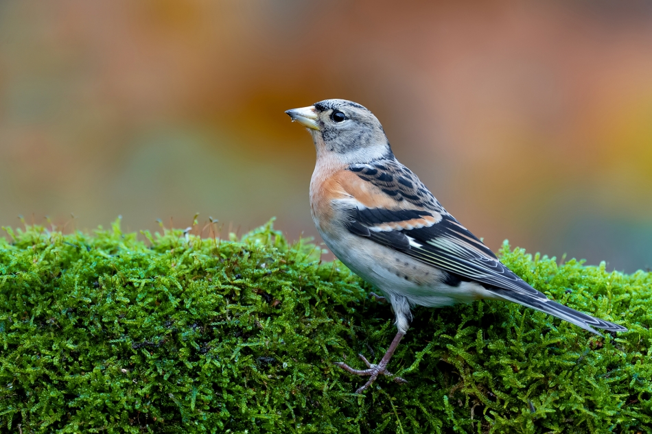 fotodam - Przybysz. Jer (Fringilla montifringilla). Zdjęcie 328481