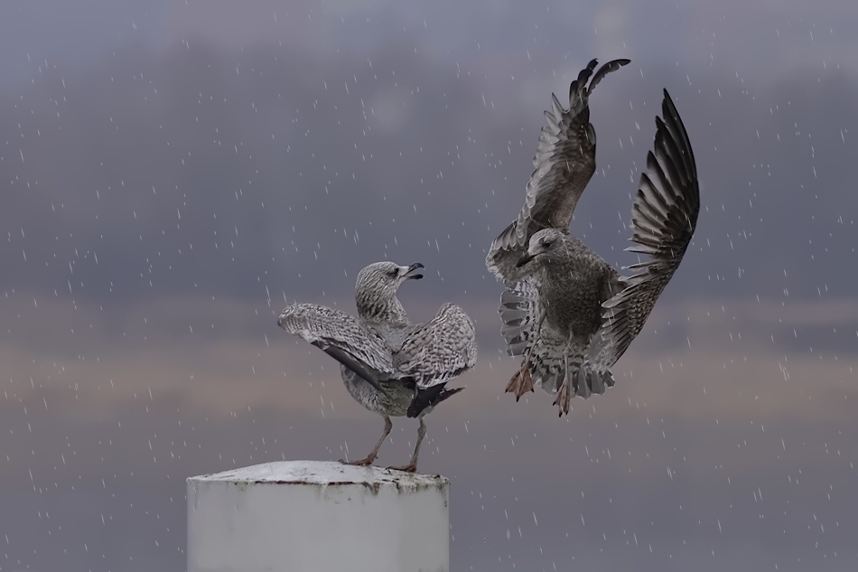 keni - . . Zdjęcie 135829