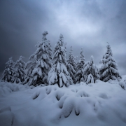 Dark Gray Winter...