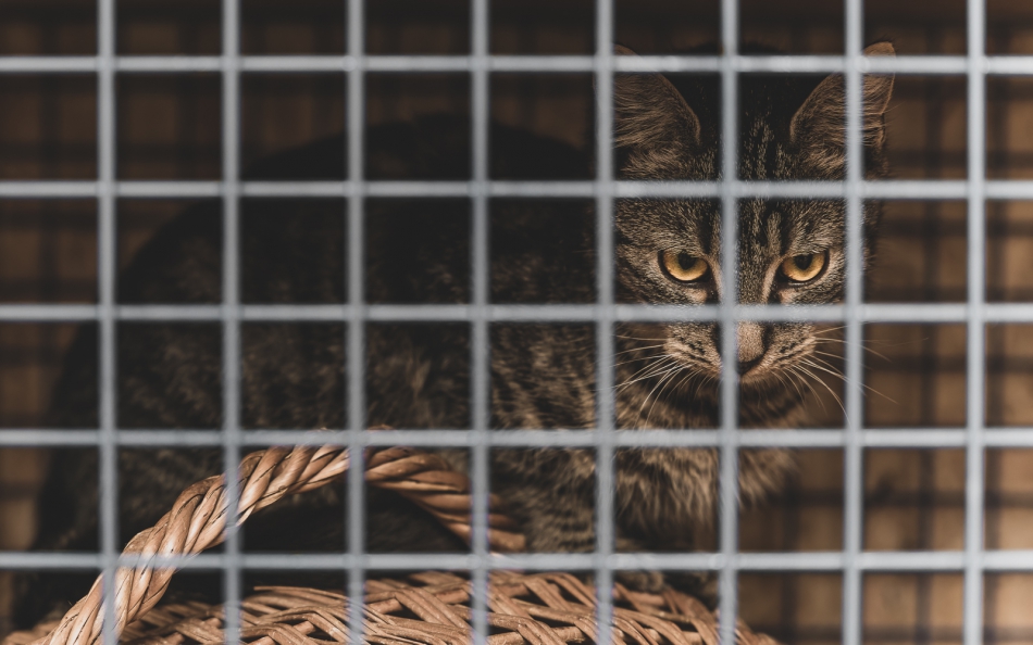 damianski - Przytulisko . Piękny, zdrowy kot. Z małą szansą na adopcję ze względu na swój dziki i krnąbrny charakter. . Zdjęcie 309397