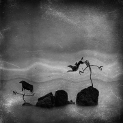 the race
