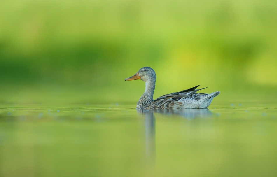amigamedia - Kaczucha. Krzyżówka (Anas platyrhynchus). Zdjęcie 272497