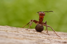 ANT