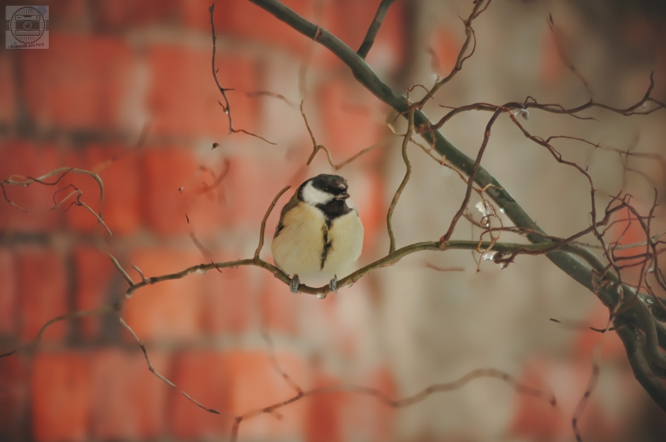 0ptfsgnqr3 - Bird. . Zdjęcie 320798