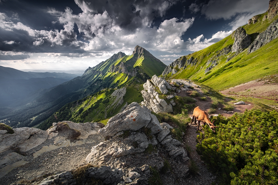 Tatry Bielskie. Sierpniowe popołudnie w Tatrach. Zdjęcie 335272
