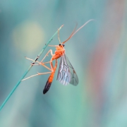 Netelia melanura. Gąsie...