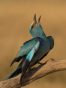 Coracias garrulus