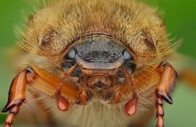 ,cockchafer.