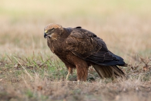 Błotniak stawowy