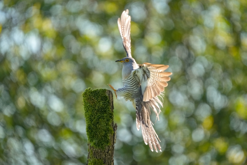 amigamedia - Lądowanie kukacza. Kukułka - Cuculus canorus Przyroda naszego regionu - Gorzyce. Sony ILCE-1+Sony SEL200600G FE 200-600mm f/5.6-6.3 G OSS Przysłona: f/6,3; Czas ekspozycji: 1/2000 s; ISO: 2000; Ogniskowa: 600 mm.. Zdjęcie 324523