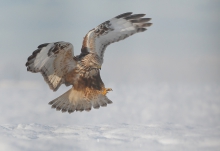 Buteo lagopus
