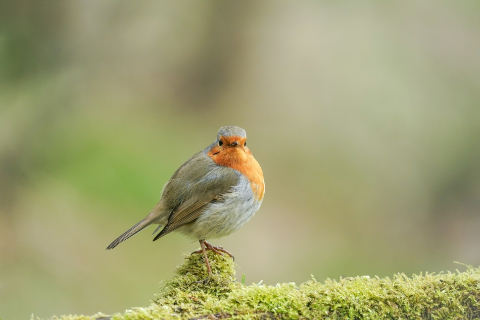 amigamedia - Leśny rudzielec.  Rudzik (Erithacus rubecula) Przyroda naszego regionu - Czyżowice. Sony ILCE-9+Sony SEL200600G FE 200-600mm f/5.6-6.3 G OSS. Przysłona: f/6,3; Czas ekspozycji: 1/200 s; ISO: 1250; Ogniskowa: 600 mm.. Zdjęcie 311537