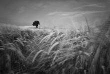 barley view3