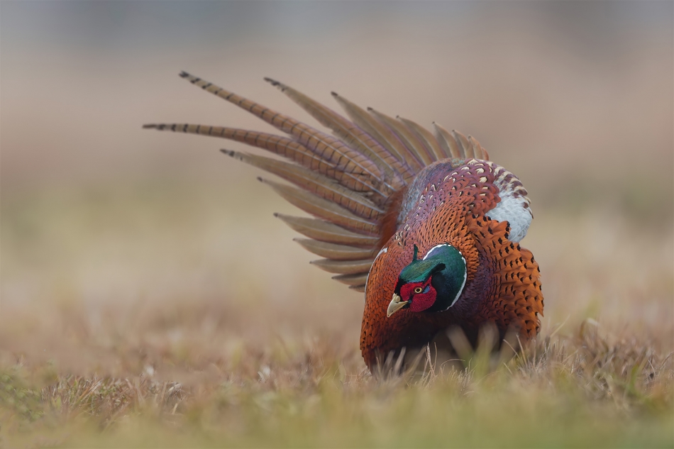 fotodam - Ukłon. Bażant (Phasianus colchicus) Common Pheasant. Zdjęcie 330047