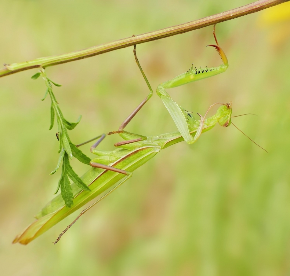 keni - Modliszka. PE proszę. Zdjęcie 325667