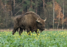 wędrowiec