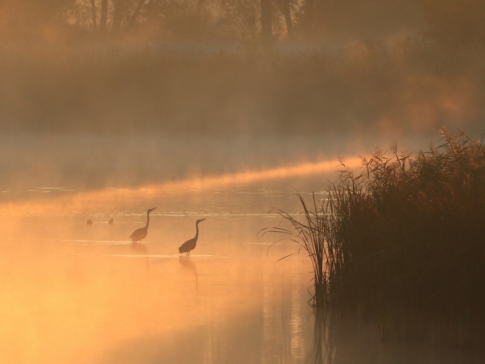 sorella - Poranek w stawie. . Zdjęcie 337580