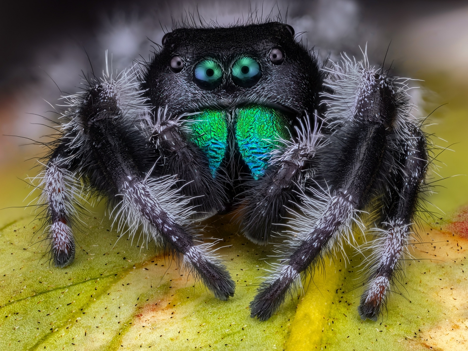 irass - Phidippus regius.. OM-1 + OM System M.Zuiko Digital ED 90 mm f/3.5 Macro IS PRO.. Zdjęcie 316029