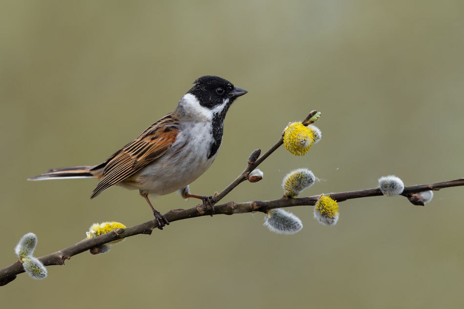 fotodam - Bazie kotki. Potrzos (Emberiza schoeniclus). Zdjęcie 323395