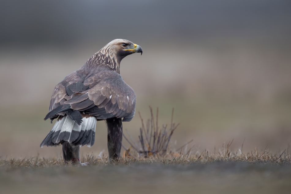 fotodam - Król. Orzeł przedni. Zdjęcie 295820