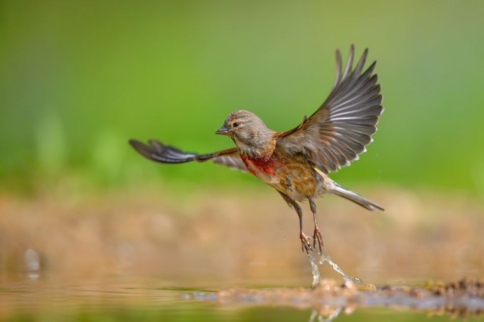 raftik - Makolągwa, Eurasian Linnet (Carduelis cannabina) ... 2024r. . Zdjęcie 324687