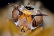Extreme Macro