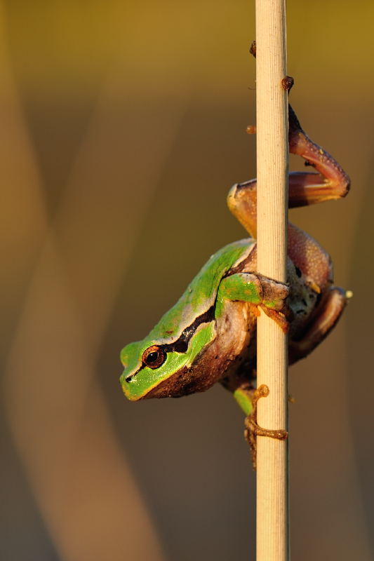Hyla arborea. . Zdjęcie 138604