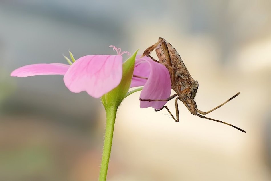 keni - Wtyk amerykański. . Zdjęcie 327948