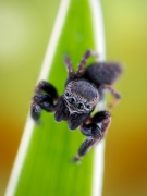Evarcha arcuata.