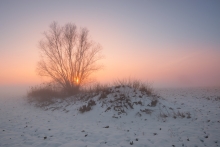 Wieloryb