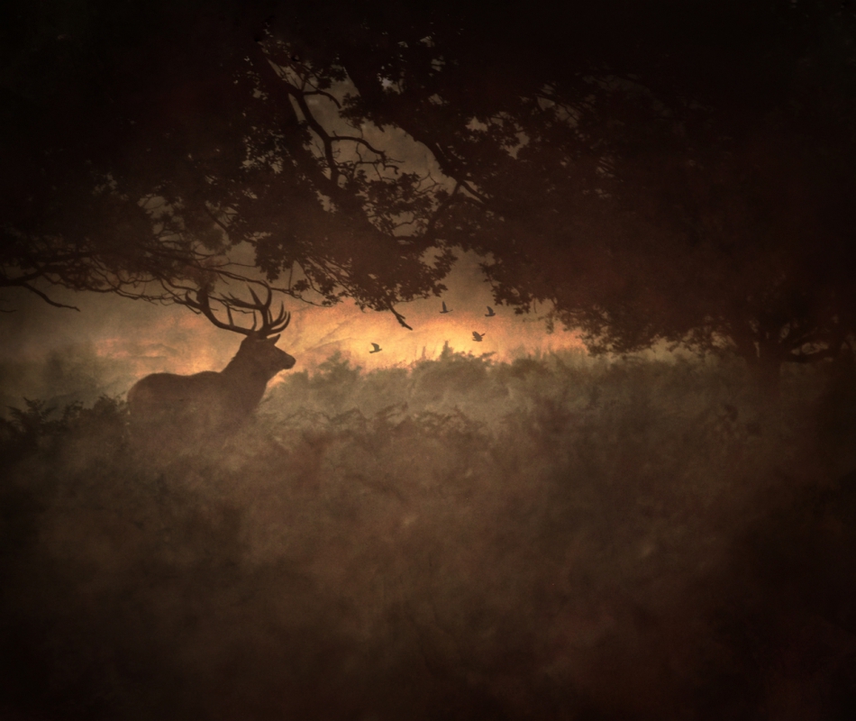 robin74r - Dark Side of the Woods.... . Zdjęcie 312039
