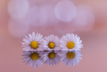 stokrotka (Bellis peren...
