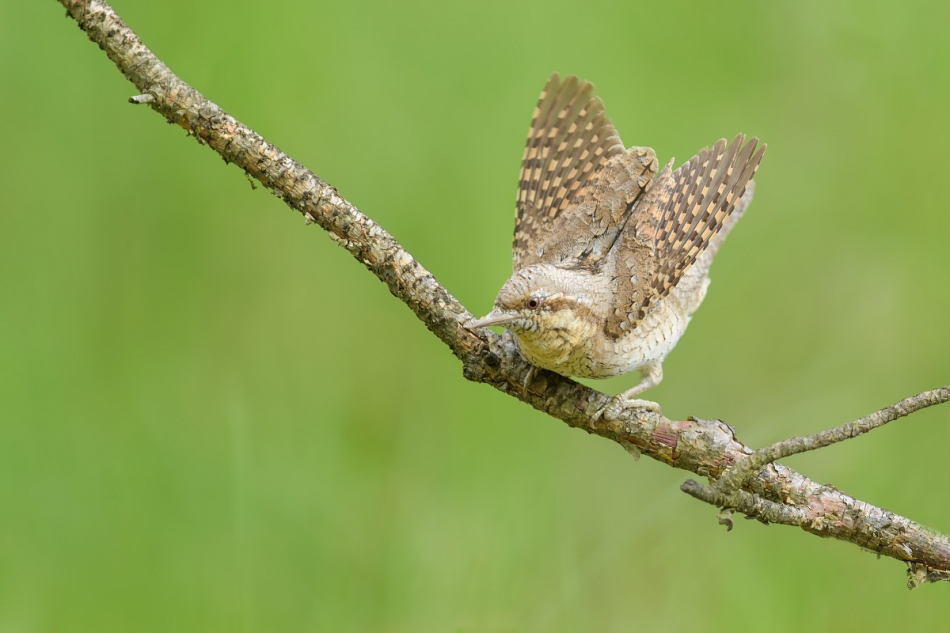 raftik - Krętogłów, Eurasian Wryneck (Jynx torquilla) ... 2023r. . Zdjęcie 315015