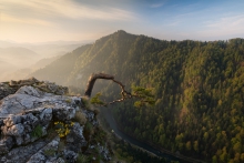 Sokolica